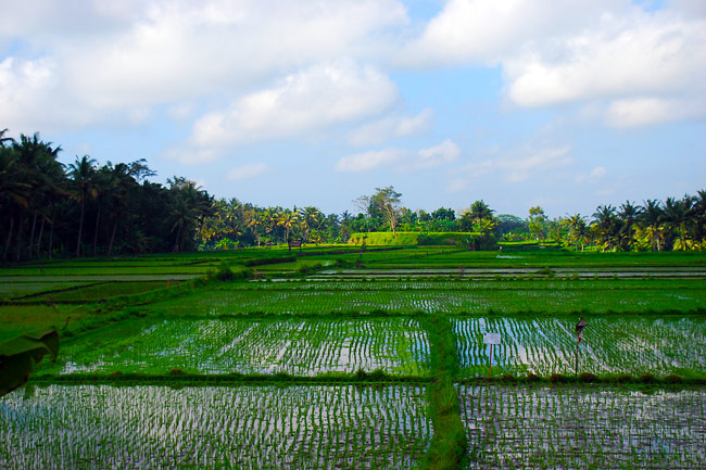 bali