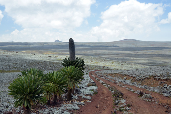 bale mountains