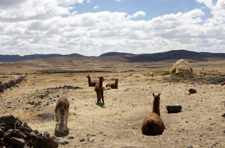 viajar a Perú por libre, piedras de ica, líneas de Nazca